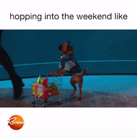rachaelrayshow funny cute dog food GIF