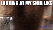 Shiba Inu Crypto GIF by ProBit Global