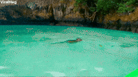 Kayaking with Monkeys