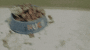 office pet GIF by Diply