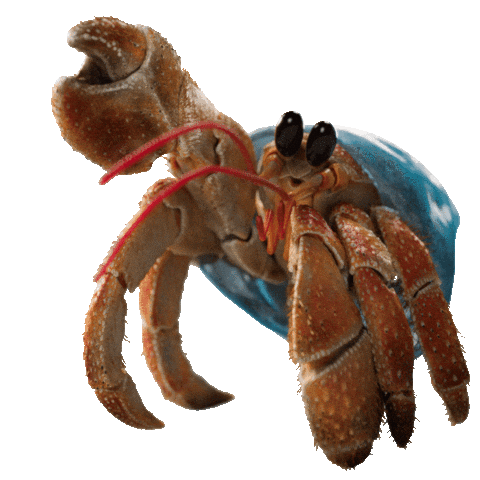 Ocean Life Animation Sticker by JoinZuzu