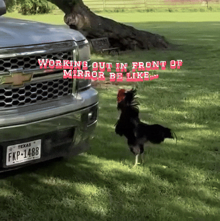 Fitness Working Out GIF