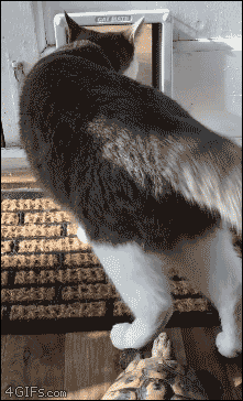 turtle tortoise GIF