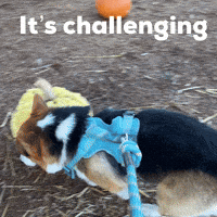 Corgi Milo GIF