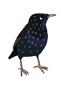 Bird Sticker