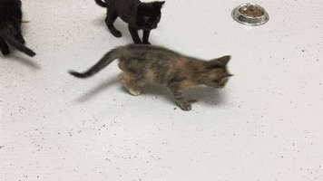 jumping sneak attack GIF by Nebraska Humane Society 