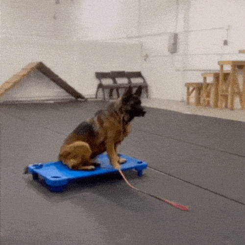 eo_projects giphyupload GIF