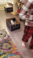 Kids Fun Way of Transporting Cats Around the House