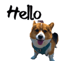 Corgi Hello Sticker