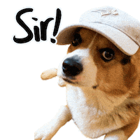 Corgi Yes Sticker