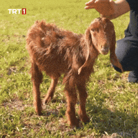 Darling Love GIF by TRT