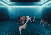 Dog Show GIF by Jazmin Bean