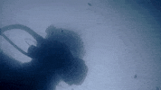 fail gold rush GIF by Discovery Europe