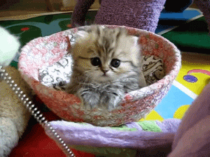cat kitten GIF