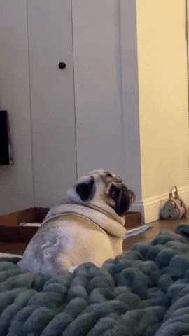 FrankieDoesNY giphyupload what huh now GIF