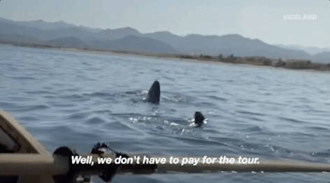 viceland GIF by Epicly Later'd