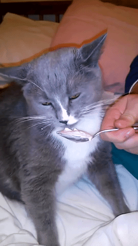 Cat Hit With Brain Freeze While Eating Ice Cream