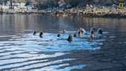 Nat Geo Swimming GIF by National Geographic Channel