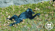 Tired Sunny Day GIF by Memphis Zoo