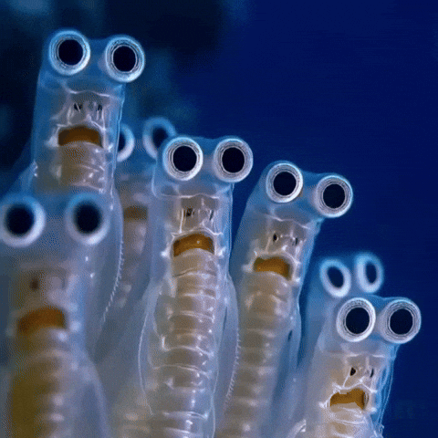 Wait What Wtf GIF by Maryanne Chisholm - MCArtist