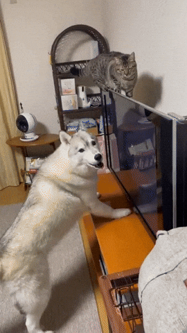 cuteanimalland giphyupload GIF