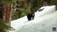 Black Bear Tumbles in Tahoe Spring Snow