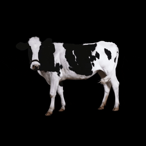 matt0 giphyupload 3d cow rotate GIF