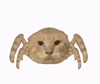 Cat Spider GIF