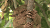 figure tarsier GIF