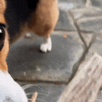 Dog Sniffing GIF