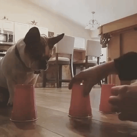 Clever Frenchie Manages to Find Treat in Magic Game Trick