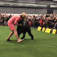 westminster dog show dogs GIF by Westminster Kennel Club