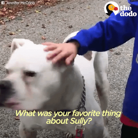 dog GIF by The Dodo