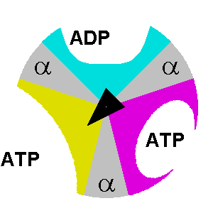 atp GIF