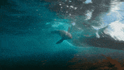 GIF by Our Planet