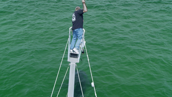 sharks GIF by Shark Week