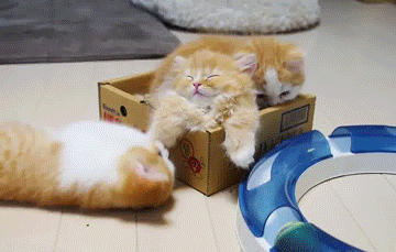 box kittens GIF