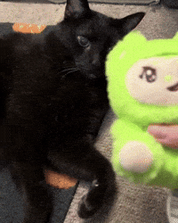 mannycat black cat labubu playful cat black cat love GIF