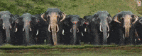 Mohan G GIF