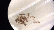ants tyrannomyrmex rex GIF by Mashable