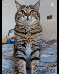 I Love You GIF