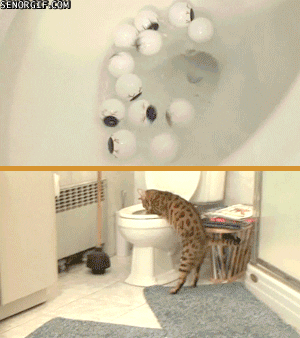 cat toilets GIF by Cheezburger