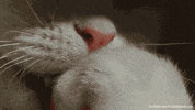 cat tongue GIF by PBS Digital Studios