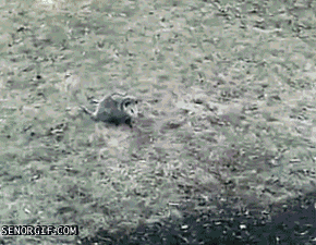 dog playing dead GIF by Cheezburger
