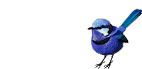 Queensland_Theatre brisbane queensland qld blue bird Sticker