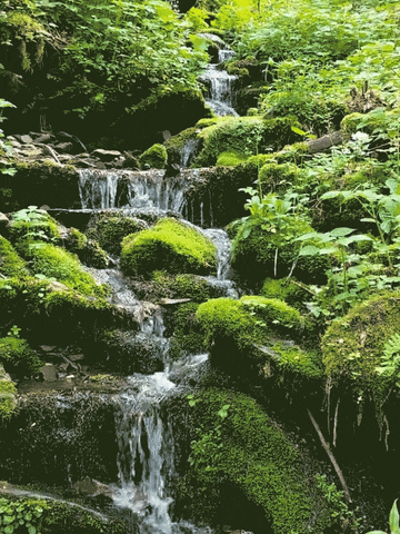 cinemagraph GIF
