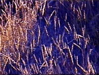 janosotocossio pasto love experimental 35mm video lofi chile paillaco janosotocossio GIF