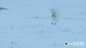 fail nature pbs GIF by ThirteenWNET