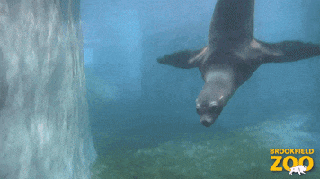 Sea Lion Swimming GIF by Brookfield Zoo