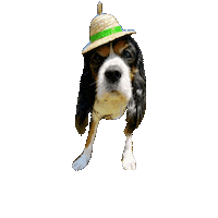 Cavalierkingcharlesspaniel Sticker